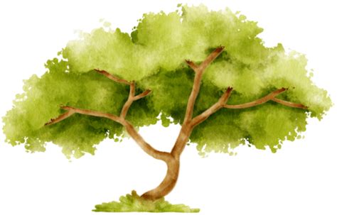 Watercolor Tree Pngs For Free Download