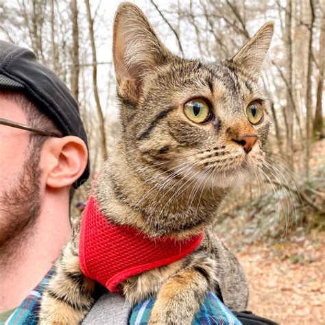 How To Entertain Your Adventure Cat Inside The Hiking Cat