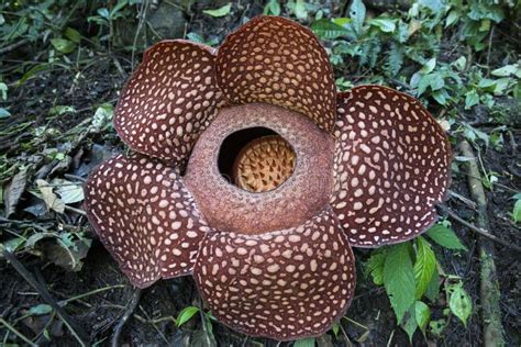 Rafflesia La Plus Grande Fleur Au Monde Image Stock Image Du Cach