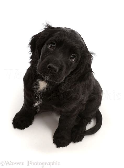 Dog: Black Cocker Spaniel puppy photo WP45908