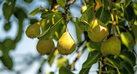 How To Grow Pears From Seeds Storables