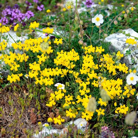 Birdsfoot Trefoil Seeds Flower Seeds In Packets And Bulk Eden Brothers