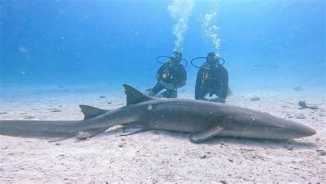 Fulidhoo, Maldives - A Scuba Diver's Nirvana — Hyder Sea Travels