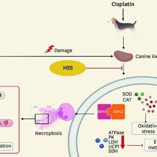 The Schematic Diagram Of Protective Effect Of H 2 S On Canine AKI