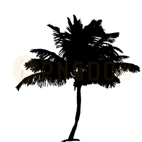 Palm tree beer logo png, Palm tree png transparent - Photo #16800 ...