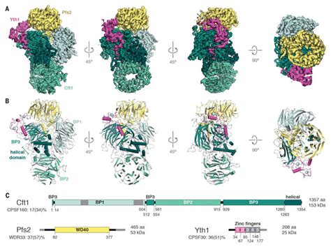 Cryo Em Of The Polymerase Module Of Cpf Download Scientific Diagram