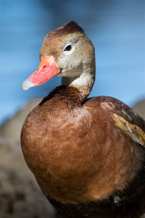 Red Billed Whistler Duck Up Close Stock Photo Image Of Nature Billed