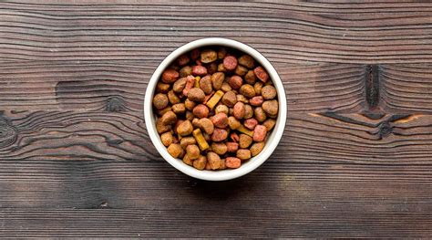 Pueden Los Perros Comer Avena La Avena Es Segura Para Los Perros