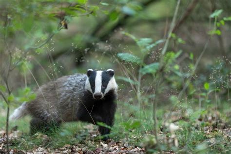 21 Wild Animals in Azerbaijan [Wildlife in Azerbaijan] - Kevmrc