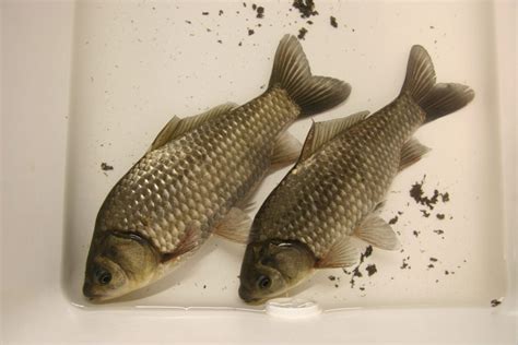 Prussian Carp - Alberta Invasive Species Council