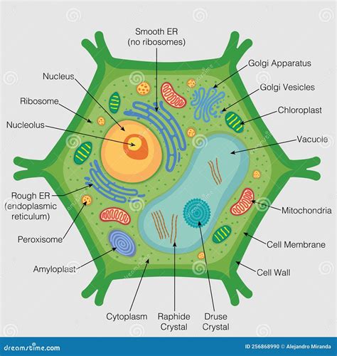 The Graphic Shows the Parts of the Plant Cell on a Gray Background ...