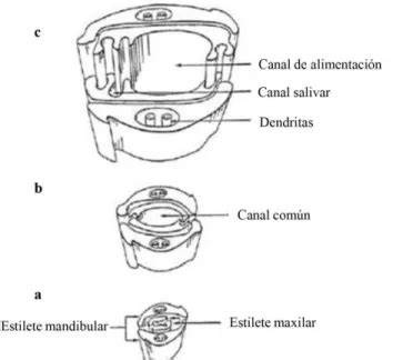 Métodos de detección Caracterización biológica y molecular del Virus