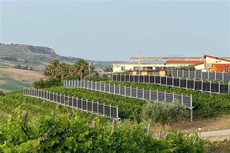 Agrivoltaico Verticale In Sicilia Si Produce Insieme Buon Vino Ed