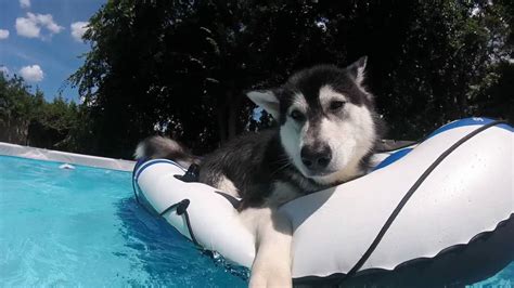 Compilation Of Tonka The Alaskan Malamute Enjoying His Pool Look For