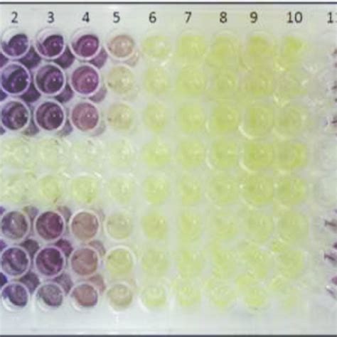 Microtiter Plate For Mtt Assay Well A To D Tb2 Well E To H Tb1 Well Download Scientific