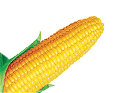 Collection Of HQ Corn PNG PlusPNG