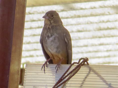 Canyon Towhee From Bosques De Aragon Cdad Nezahualc Yotl M X