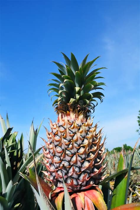 Pineapple Plant Stock Photo Image Of Farm Harvesting 10813300