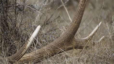 Thieves Steal Elk Antlers In Several States Rocky Mountain Elk Foundation