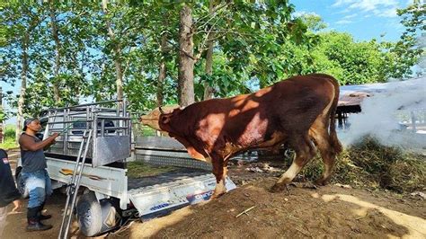 Sambut Idul Adha 2023 Tokoh Masyarakat Kabupaten Banjar Ini Bagikan