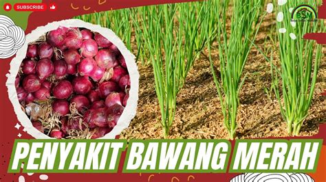 MENGATASI HAMA PADA BAWANG MERAH Bayudiningrat Bayusehatmandiri