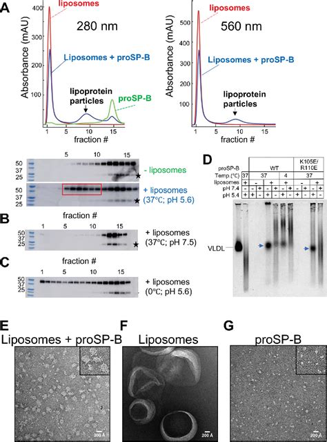 Figure From Mechanism Of Lamellar Body Formation By Lung Surfactant