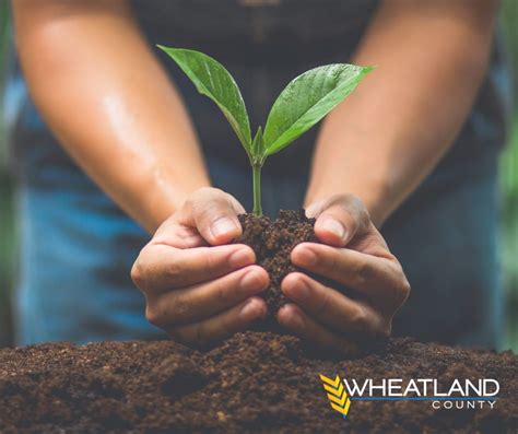 Wheatlands Community Tree Planting Initiative Wheatland County