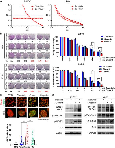 C Met Interacts With Parp And Phosphorylates It At Tyr A And B