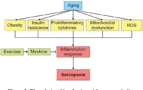 Figure 1 From Myokine Regulation As Marker Of Sarcopenia In Elderly