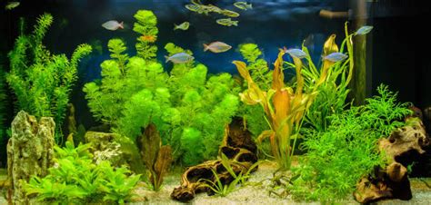 69,900+ Aquarium Plants Stock Photos, Pictures & Royalty-Free Images ...