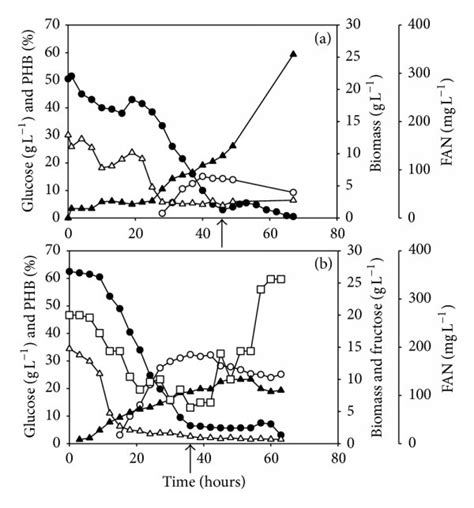 Fermentative Phb Production Profile Of Glucose Closed Circle