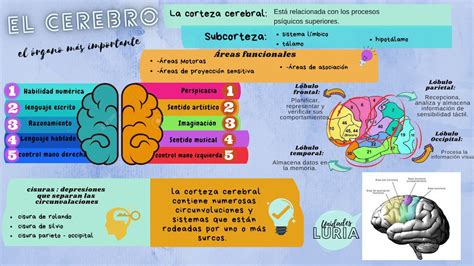 Infograf A Del Cerebro Youtube