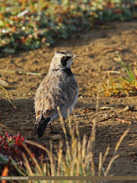 Horned Lark Eremophila Alpestris Horned Lark Eremophila Flickr