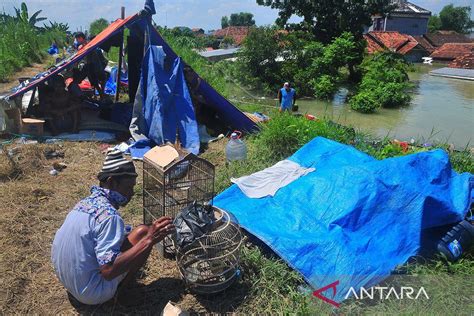 Korban Banjir Demak Dirikan Tenda Darurat Di Tanggul Sungai Antara News