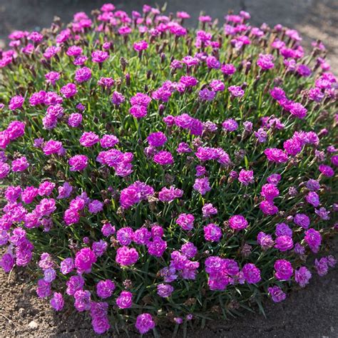 Dianthus Mountain Frost Pink Pompom At Wayside Gardens Spring