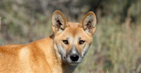 Dingo - A-Z Animals