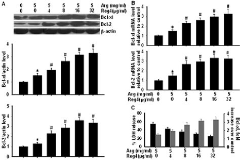 RReg4 Upregulates Expression Of Bcl 2 And Bcl XL Isolated Acinar Cells