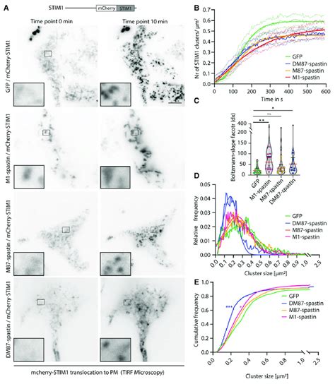 Spastin Overexpression Impairs The Dynamic Transport Of STIM1 To Plasma