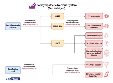 Parasympathetic Nervous System - Gram Project