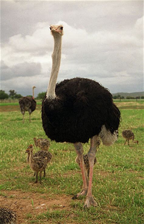 Consider the Ostrich | BirdNote