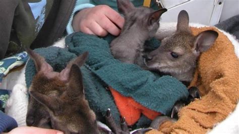 Wallabies Are Pests Not Pets Says Ecan Nz Herald