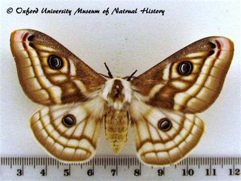 Heniocha Apollonia African Moths