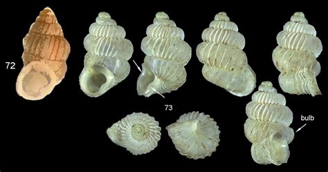 The Diplommatinidae Of Fiji A Hotspot Of Pacific Land Snail Biodiversity Caenogastropoda