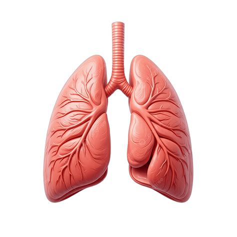 Pulmonary Anatomy Diagram, Lung Gate, Lung Lobes, Alveolar Vesicles PNG Transparent Clipart
