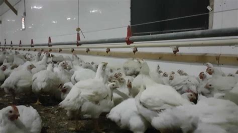 How Are Broiler Chickens Cared For Canadian Food Focus