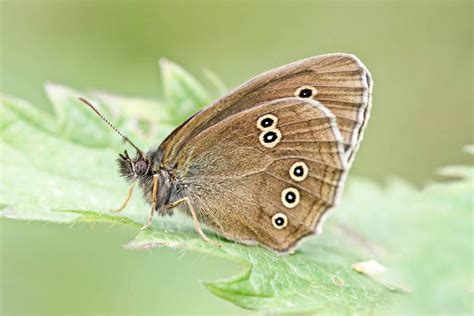 Schmetterlinge Angelikaley Fotografie Webseite