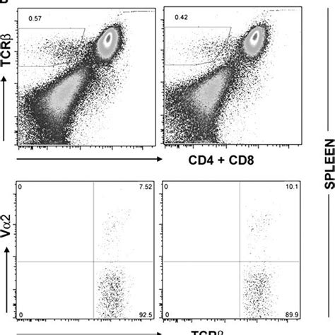 Cd4⁻cd8⁻ αβ T Cells In The Thymus And Lymphoid Periphery A Cd4cd8