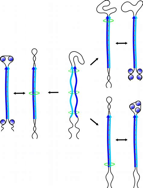 Proposed Role Of Pairing Induced DNA Supercoiling In Regulating