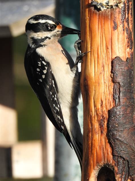 Downy Vs Hairy Or Both Help Me Identify A North American Bird