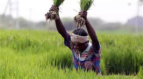 Maharashtra Slow Disbursement Of Crop Loan Worries Farmers Ahead Of